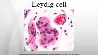 Leydig cell [upl. by Einuj]