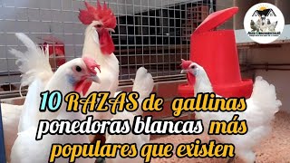 ¡Conoce los 10 tipos de gallinas ponedoras blancas más populares que existen en la actualidad [upl. by Nilya]