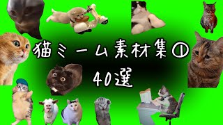 【猫ミーム 素材集① 40選】 Cat meme green screen [upl. by Gnohp453]