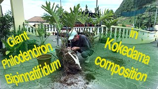 Giant Philodendron Bipinnatifidum in Kokedama composition with bromeliads for bonsai exposition [upl. by Aehc]