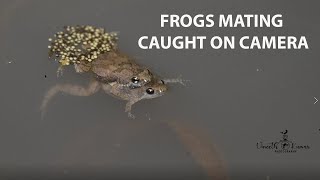 Frogs mating caught on camera [upl. by Asare]