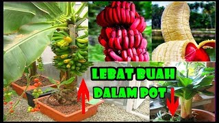 Pisang Pendek Buah Lebat Dlm Pot Cara TanamRawatJenisCocopeat  How to Plant Banana in Container [upl. by Derfiniw]