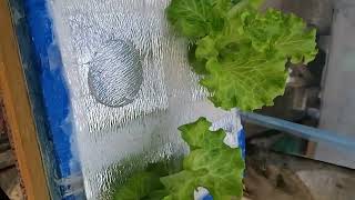 checkout my Hydroponically grown lettuce 27 DAS AMHYDROPONICS KRATKYMETHOD THANKYOUFORWATCHING [upl. by Rebekkah]