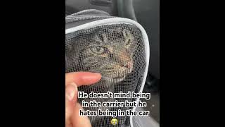 my cat makes demonic noises in the car cat clingy catlover cute [upl. by Kendy]