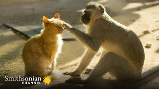 Vervet Monkeys Feel the Same Way About Cats as We Do 😼 Amazing Animal Friends  Smithsonian Channel [upl. by Silvester]