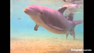 Dolphin birth captured on camera in Hawaii [upl. by Ahsaya]