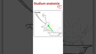 23 Studium anatomie05 anatomie biologie maturita [upl. by Chandless124]