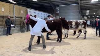 Show of Pedigree Beef Shorthorn at Skipton Mart Wednesday 8th November 2023 [upl. by Dnanidref]