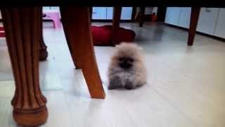 Micro teacup Pomeranian puppies for sale [upl. by Ahsilra]