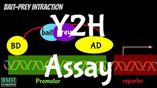 Yeast Two Hybrid System  Y2H System  Yeast Two Hybrid Assay [upl. by Sedberry]