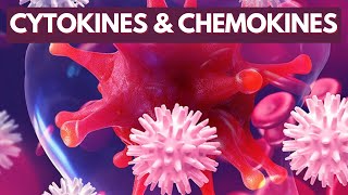 Immunology Lecture 8  Cytokines and Chemokines [upl. by Einatsed]