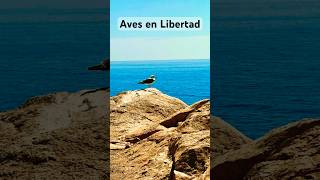 AVES🐦En LIBERTAD✨¿Son 8 Diferentes Tipos De Especies🦜🦆🦩🪿18 De SEPTIEMBRE 2024 [upl. by Sussi]