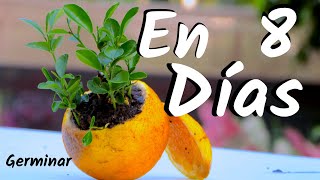 COMO OBTENER UNA PLANTA DE NARANJAS  GERMINAR NARANJAS  CITRICOS [upl. by Arras]