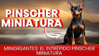 Pinscher miniatura [upl. by Meerek980]