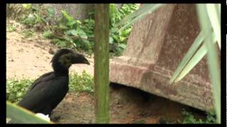 Wildlife at Lowry Park Zoo  Tarictic Hornbill [upl. by Rovner540]