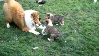 Rough Collie Puppies [upl. by Neelav529]