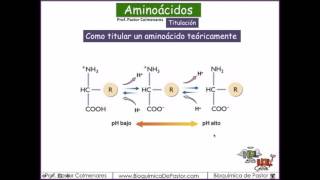 Titulación de aminoácidos monoaminomonocarboxilo  Parte IV [upl. by Reivaj]