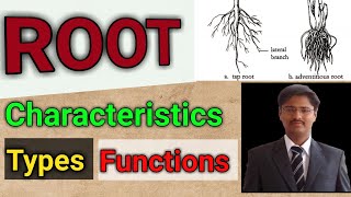 Root Characteristics Types amp Functions [upl. by Patric]