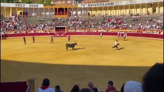 Suelta de vaquillas en la plaza de toros de Tudela 2672023 [upl. by Spark757]