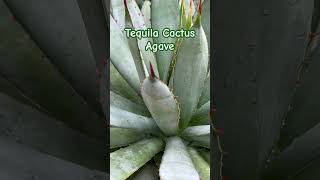 Tequila Cactus Agave Tequila tequila [upl. by Alpheus872]