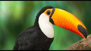 Toucan Sounds [upl. by Enairda655]