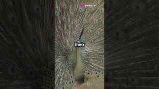 Why Do These Animals Dance 🐦🕺 The Science Behind Their Moves [upl. by Fredericka]