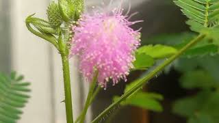 MIMOSA PUDICA FLOWER CYCLE [upl. by Iharas]