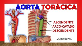 🥇 Anatomía de La AORTA TORÁCICA Relaciones Ramas Fácil Explicación [upl. by Mansur]