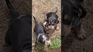 Amazing BLUE eyes Bluetick Coonhound puppies [upl. by Ecirb]