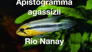 Apistogramma agassizii quotRio Nanayquot [upl. by Eiramaneet]