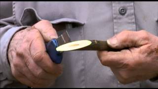 How to perform whip grafting of walnuts  UCANR [upl. by Assirhc803]