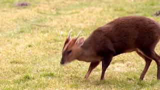 Woodland Wildlife of Britain Muntjac Deer Reevess Muntjac Muntiacus reevesi [upl. by Seeto]