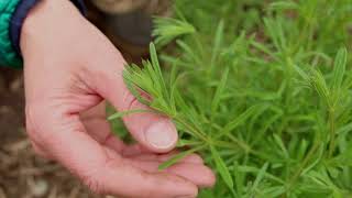 Cleavers Plant Identification – Herbal Walk Series [upl. by Ioves519]