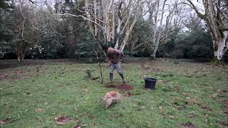 Lifting and replanting layers on Rhododendron ‘Duke of Cornwall’ [upl. by Yrrehs]