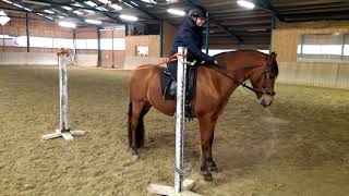 Working Equitation Training Tor rückwärts [upl. by Kathi]