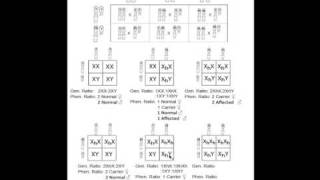 Basic Genetics Part 3 [upl. by Wales]