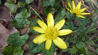 Lesser Celandine  Ranunculus ficaria  Vorsóley  Sóley  Villijurt [upl. by Ezana794]