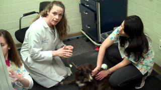 Canine Hearing Test at UCs FETCHLAB [upl. by Romeo]