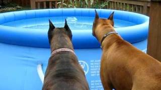 maverick amp baily my boxer dogs spooked by floater in pool [upl. by Shoshana]