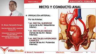 Recto ano vejiga  Pelvis 3  Anatomía Humana FÁCIL  Ciencias básicas  Villamedic [upl. by Avilla]