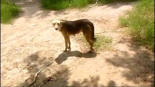 amazing red Golden retriever 🦮 dogsummer season female 🦮 she was very brilliant 🐕‍🦺 dogs best pets [upl. by Westerfield]