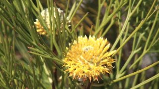 ISOPOGON [upl. by Fianna258]