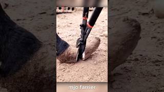 Horse Hoof Trimming And Teeth Filing [upl. by Elyrehc]