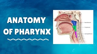 Introduction to Anatomy of Pharynx [upl. by Namreg]