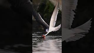 This bird does what See how the skimmer hunts for fish bird wildlife fishing GINAF [upl. by Linea]