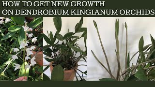 How to get new growth on Dendrobium kingianum orchids to maximise flowering [upl. by Urbannal472]