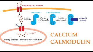 Calcium and Calmodulin complex and CaM KinaseII Activation Protein Kinase C Part 2 [upl. by Amato]