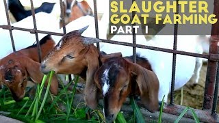 Slaughter Goat Farming Part 1  Slaughter Goat Farming in the Philippines  Agribusiness Philippines [upl. by Gerome]