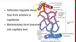 Arteries Arterioles Metarterioles 2 [upl. by Conrad]