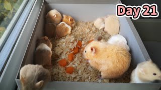 Hamster Babies Playing Together  Day 21 [upl. by Nanni236]